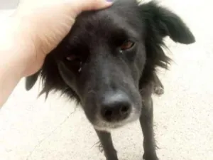 Cachorro raça Srd idade 1 ano nome Bob