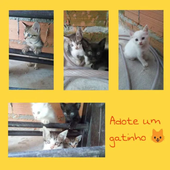 Gato ra a  idade Abaixo de 2 meses nome Filhotes