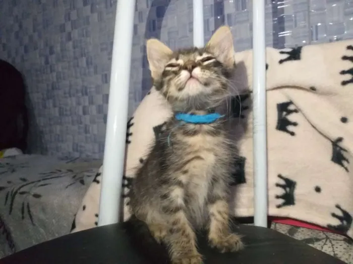 Gato ra a SRD idade 2 a 6 meses nome Tigrao