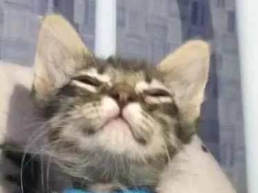 Gato ra a SRD idade 2 a 6 meses nome Tigrao