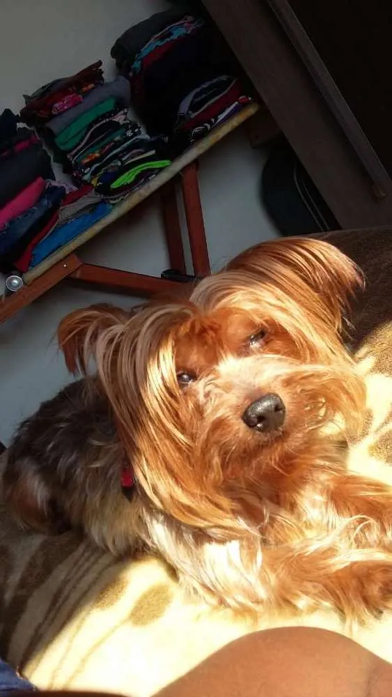 Cachorro ra a York share idade 5 anos nome Billy