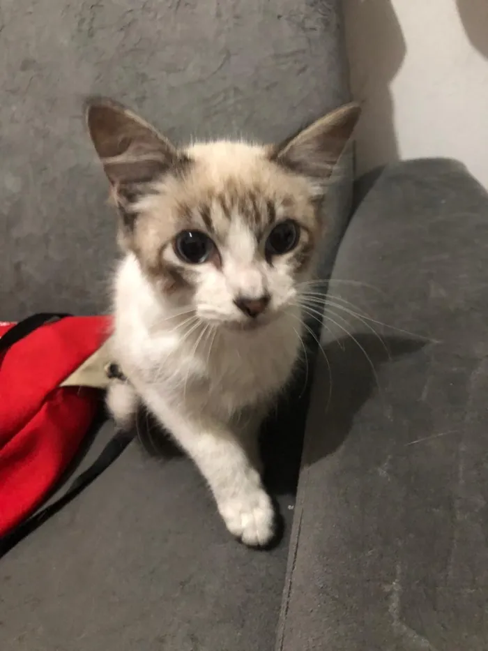 Gato ra a Indefinida idade 2 a 6 meses nome Não tem
