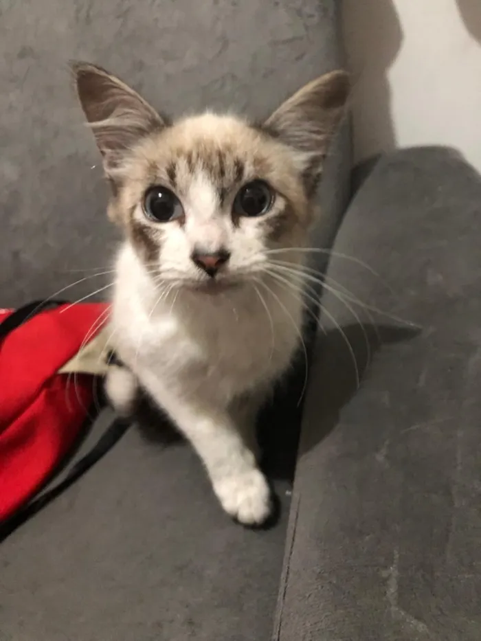Gato ra a Indefinida idade 2 a 6 meses nome Não tem