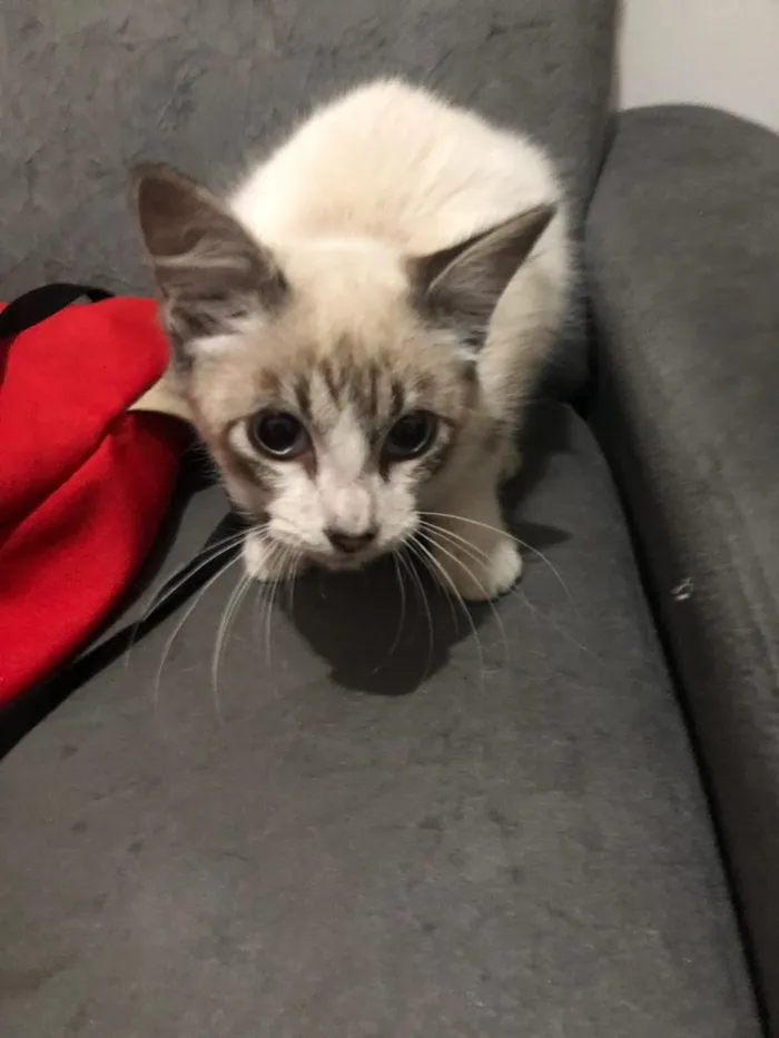 Gato ra a Indefinida idade 2 a 6 meses nome Não tem