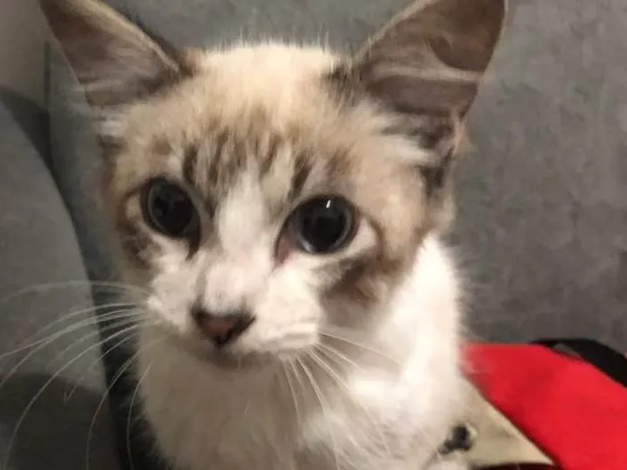 Gato ra a Indefinida idade 2 a 6 meses nome Não tem
