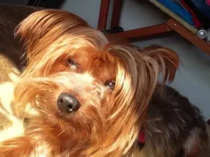 Cachorro raça York share idade 5 anos nome Billy