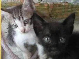 Gato raça  idade Abaixo de 2 meses nome Filhotes