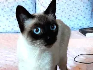 Gato raça Siames9 idade  nome Nina