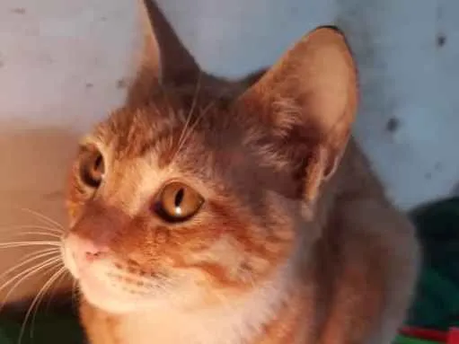 Gato ra a Pelo curti brasileiro  idade  nome Fubá 