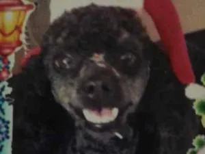 Cachorro raça Poodle idade 6 ou mais anos nome Neguinha