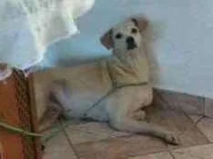 Cachorro ra a  idade 5 anos nome Princesa