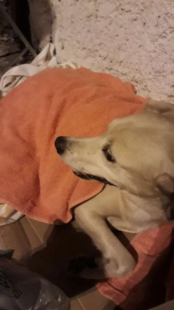 Cachorro ra a  idade 5 anos nome Princesa