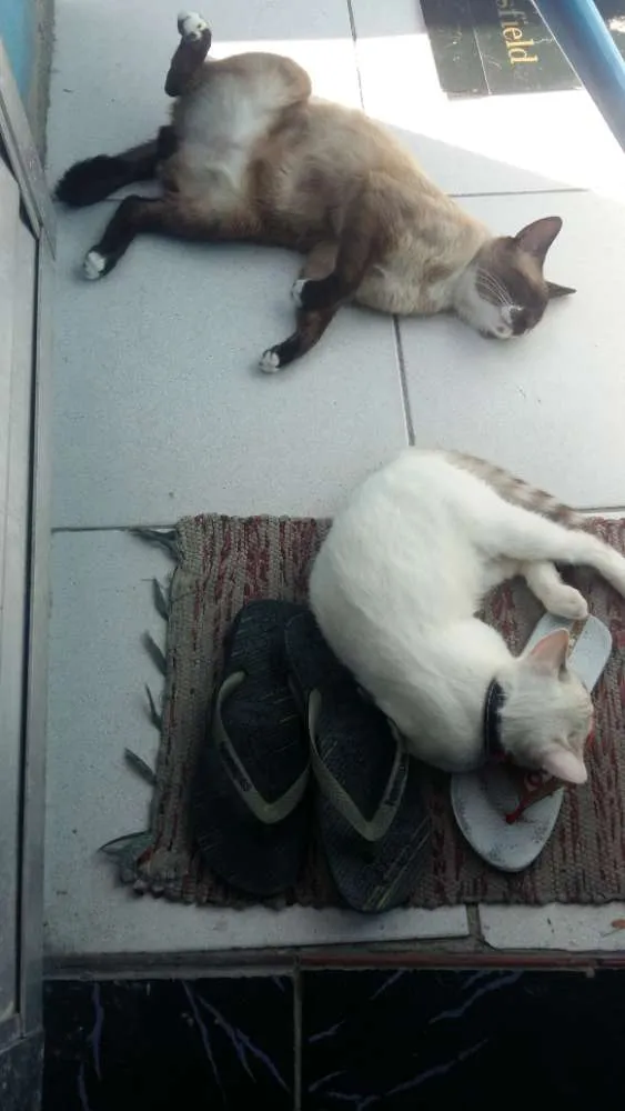 Gato ra a Vira-latas  idade 7 a 11 meses nome Snow drac
