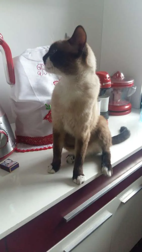 Gato ra a Vira-latas  idade 7 a 11 meses nome Snow drac