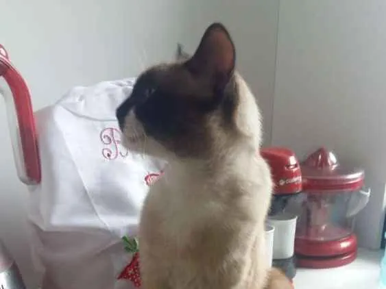 Gato ra a Vira-latas  idade 7 a 11 meses nome Snow drac