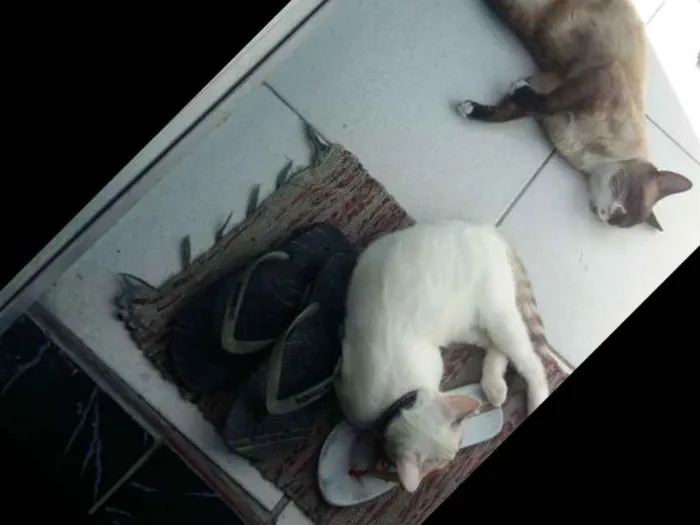 Gato ra a Vira-latas  idade 7 a 11 meses nome Snow drac