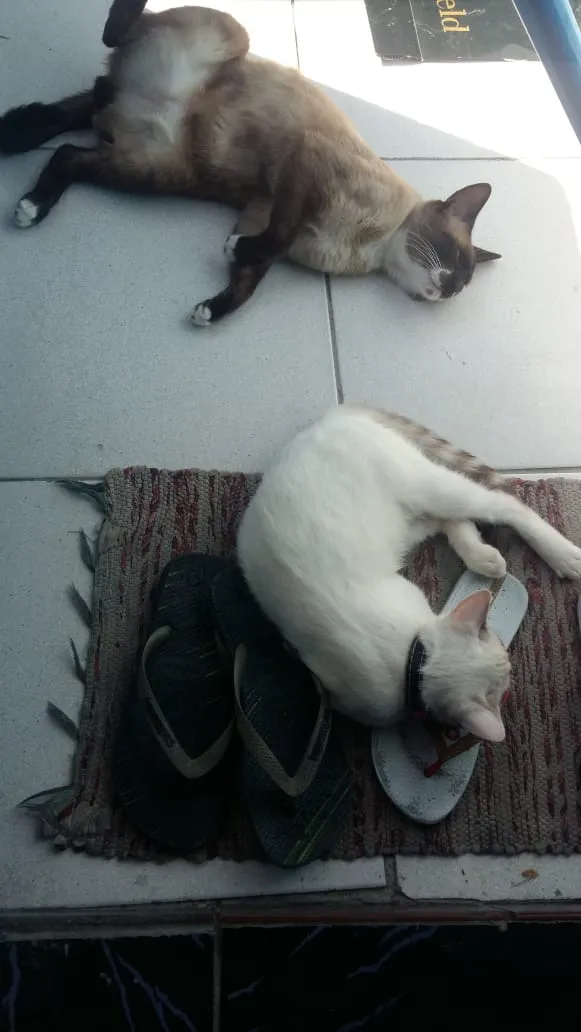 Gato ra a Vira-latas  idade 7 a 11 meses nome Snow drac