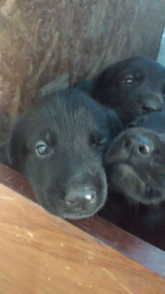 Cachorro ra a Pastor belga com vira lata idade 2 a 6 meses nome Filhotes