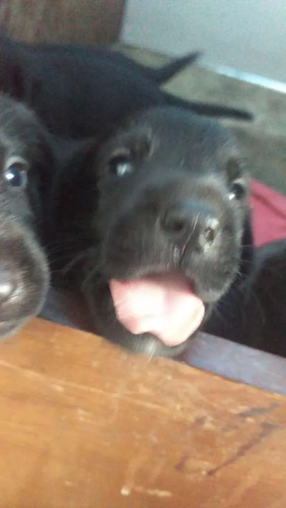 Cachorro ra a Pastor belga com vira lata idade 2 a 6 meses nome Filhotes