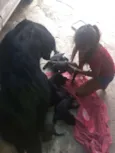 Filhotes