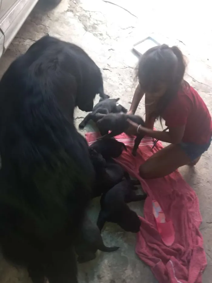Cachorro ra a Pastor belga com vira lata idade 2 a 6 meses nome Filhotes
