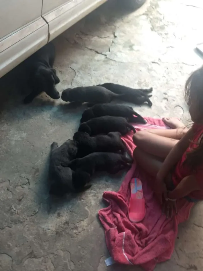 Cachorro ra a Pastor belga com vira lata idade 2 a 6 meses nome Filhotes