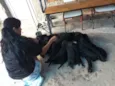 Filhotes