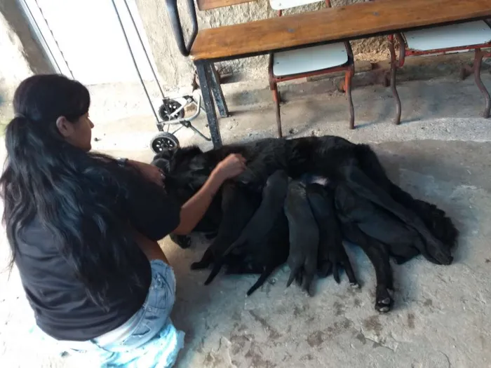 Cachorro ra a Pastor belga com vira lata idade 2 a 6 meses nome Filhotes