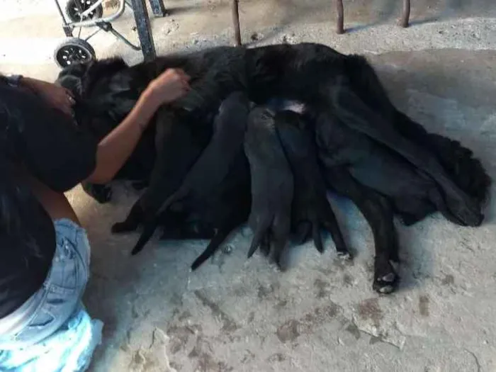 Cachorro ra a Pastor belga com vira lata idade 2 a 6 meses nome Filhotes