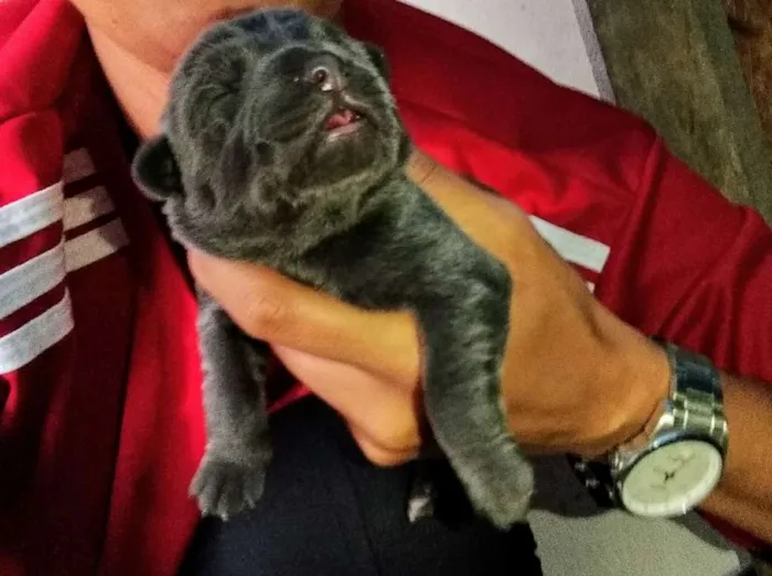 Cachorro ra a Pastor belga com vira lata idade 2 a 6 meses nome Filhotes