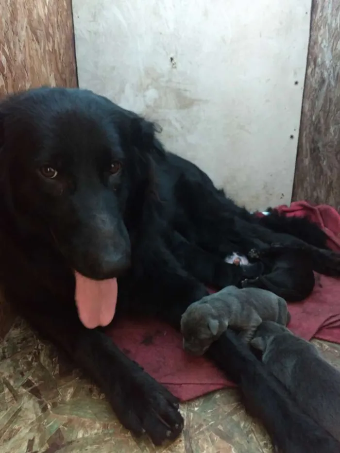 Cachorro ra a Pastor belga com vira lata idade 2 a 6 meses nome Filhotes