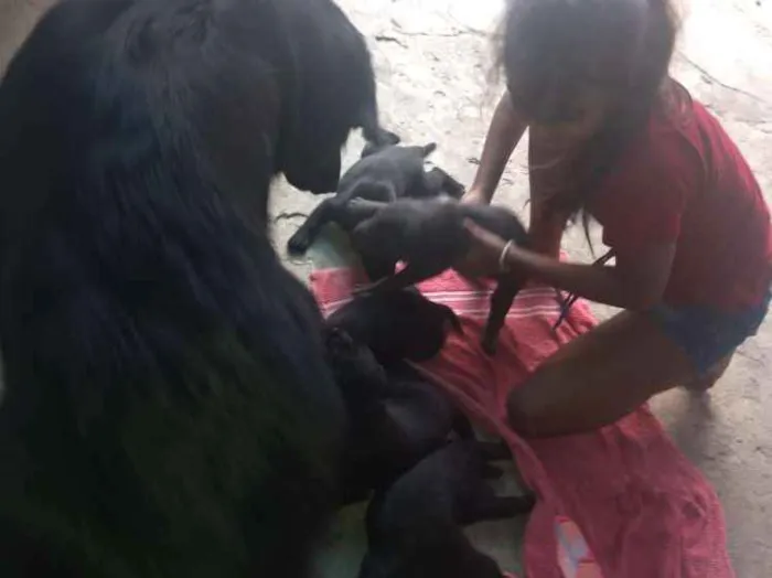 Cachorro ra a Pastor belga com vira lata idade 2 a 6 meses nome Filhotes