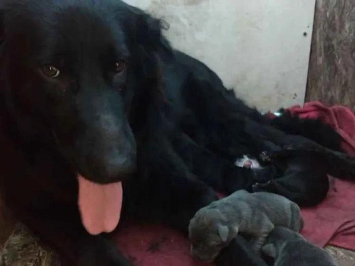 Cachorro ra a Pastor belga com vira lata idade 2 a 6 meses nome Filhotes