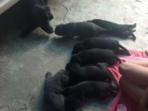 Cachorro ra a Pastor belga com vira lata idade 2 a 6 meses nome Filhotes