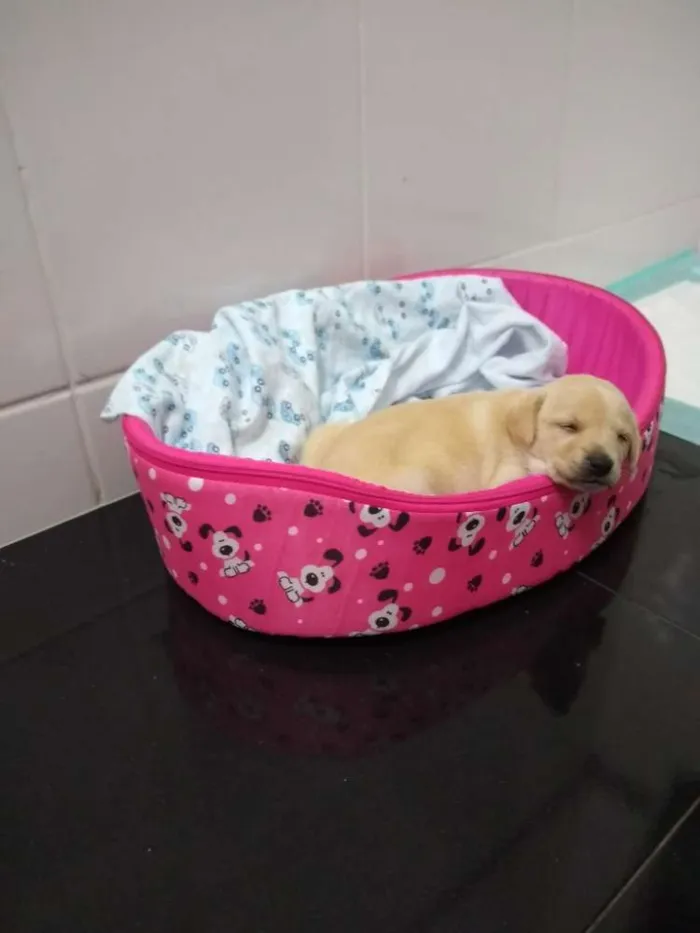 Cachorro ra a Vira lata idade Abaixo de 2 meses nome Daenerys