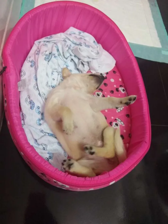 Cachorro ra a Vira lata idade Abaixo de 2 meses nome Daenerys