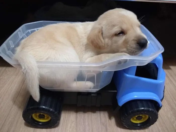 Cachorro ra a Vira lata idade Abaixo de 2 meses nome Daenerys