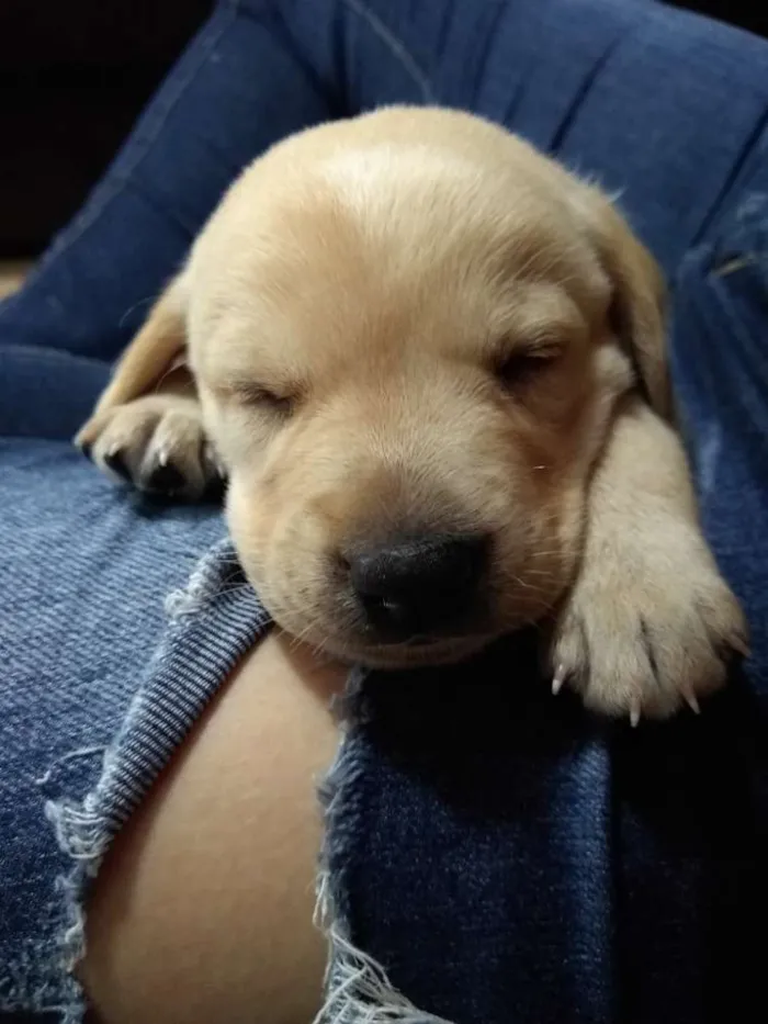 Cachorro ra a Vira lata idade Abaixo de 2 meses nome Daenerys
