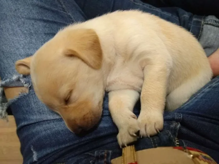 Cachorro ra a Vira lata idade Abaixo de 2 meses nome Daenerys