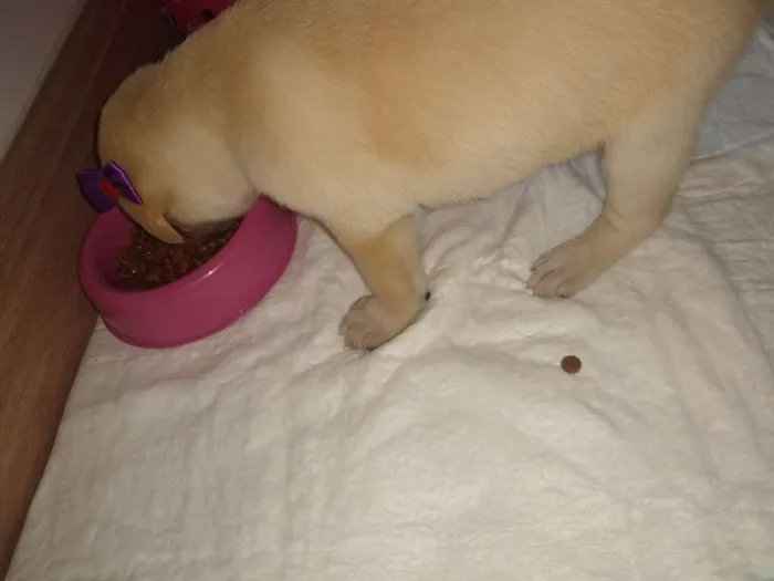 Cachorro ra a Vira lata idade Abaixo de 2 meses nome Daenerys