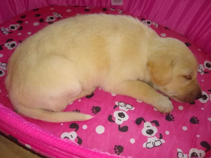 Cachorro ra a Vira lata idade Abaixo de 2 meses nome Daenerys