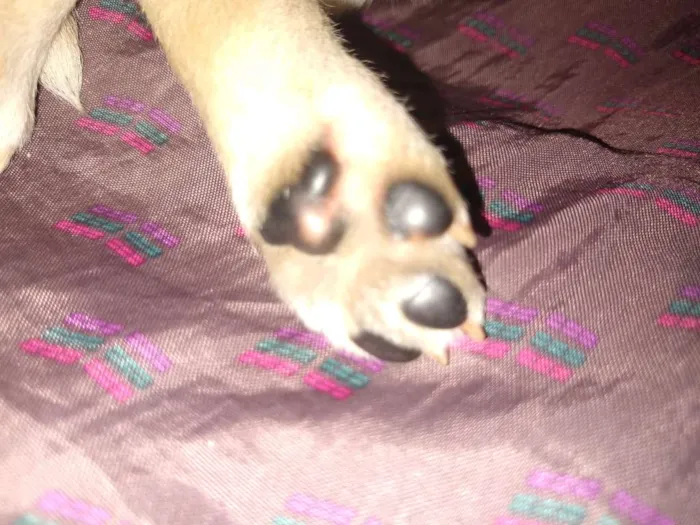 Cachorro ra a Vira lata idade Abaixo de 2 meses nome Daenerys