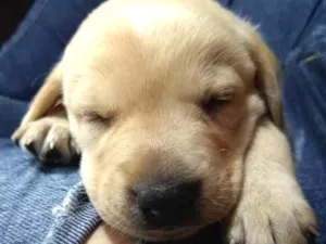 Cachorro raça Vira lata idade Abaixo de 2 meses nome Daenerys