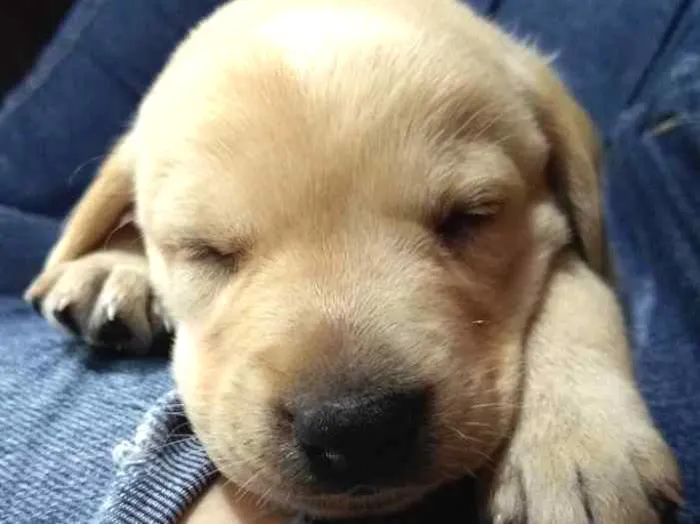 Cachorro ra a Vira lata idade Abaixo de 2 meses nome Daenerys
