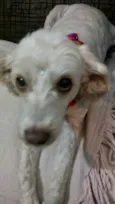 Laila