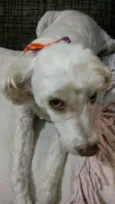 Laila