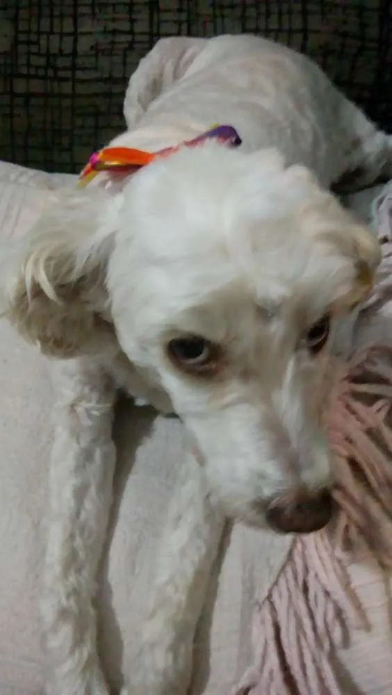 Cachorro ra a Poodlu idade 4 anos nome Laila