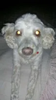 Laila