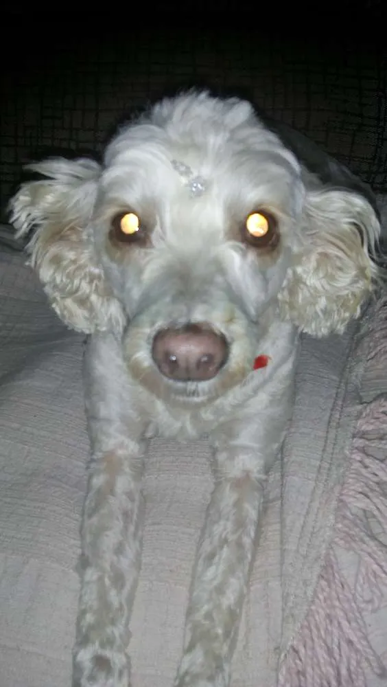 Cachorro ra a Poodlu idade 4 anos nome Laila