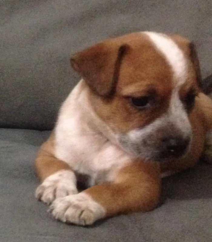 Cachorro ra a Raça não identificada idade Abaixo de 2 meses nome Maíah